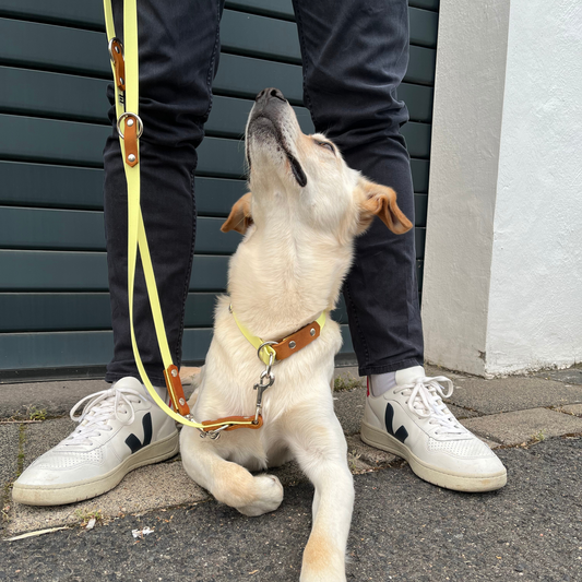 Zugstopp-Halsband Fettleder Cognac-BioThane® 19mm