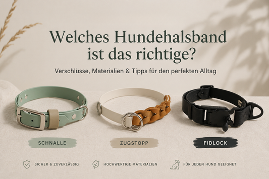 Welches Hundehalsband ist das richtige?